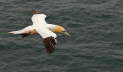 Basstlpel vor Helgoland 