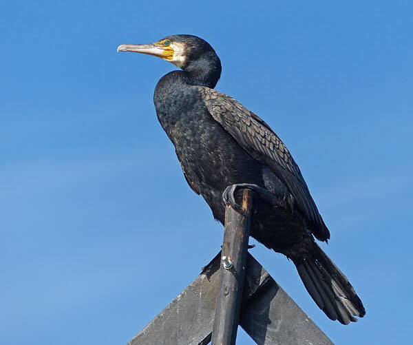 Kormoran in Cuxhaven