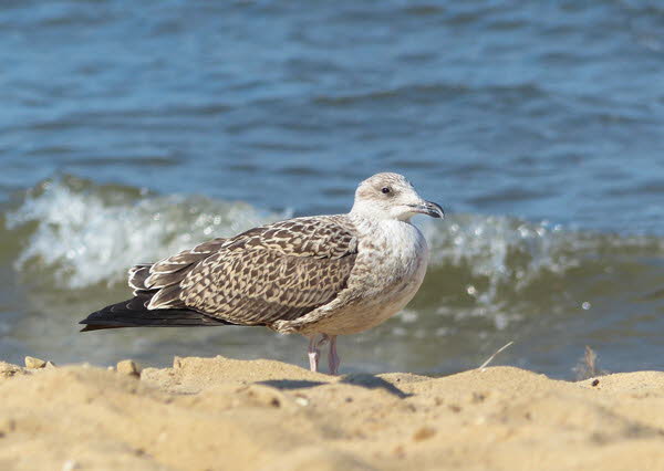 Mve am Cuxhavener Strand