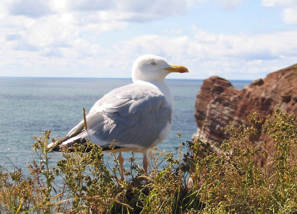 Mve auf Helgoland