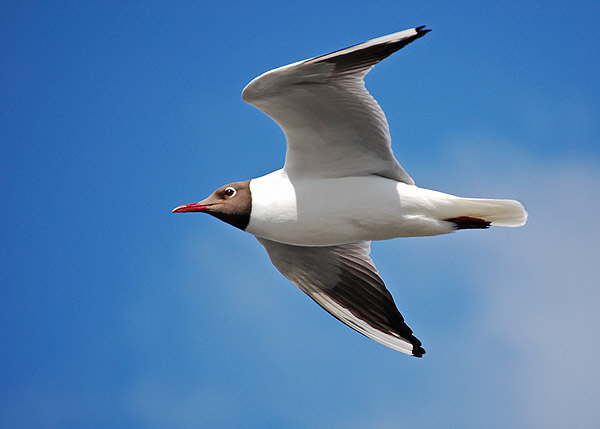 M�ve im Flug