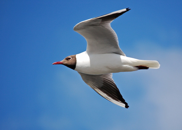 Mve im Flug