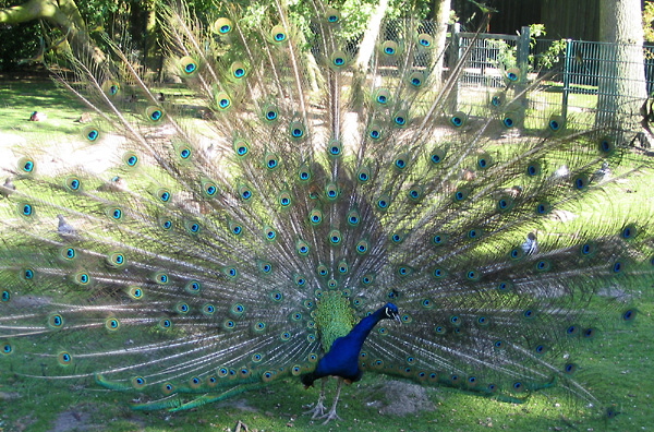 Pfau im Kurpark Dse