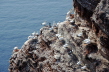 Seevögel auf Helgoland