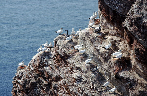 Seevgel auf Helgoland